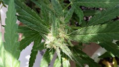 User uploaded image of Lifesaver