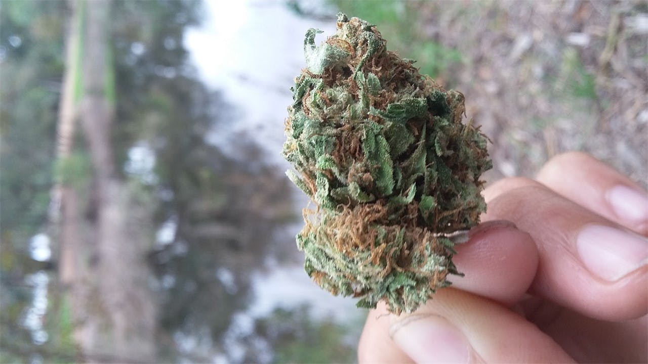 Light of Jah Weed Strain Information Leafly