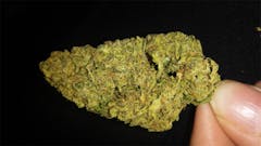 User uploaded image of Lime Green Skunk