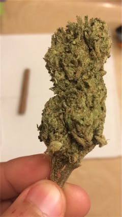 User uploaded image of Lime Green Skunk