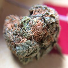 User uploaded image of Lime Green Skunk