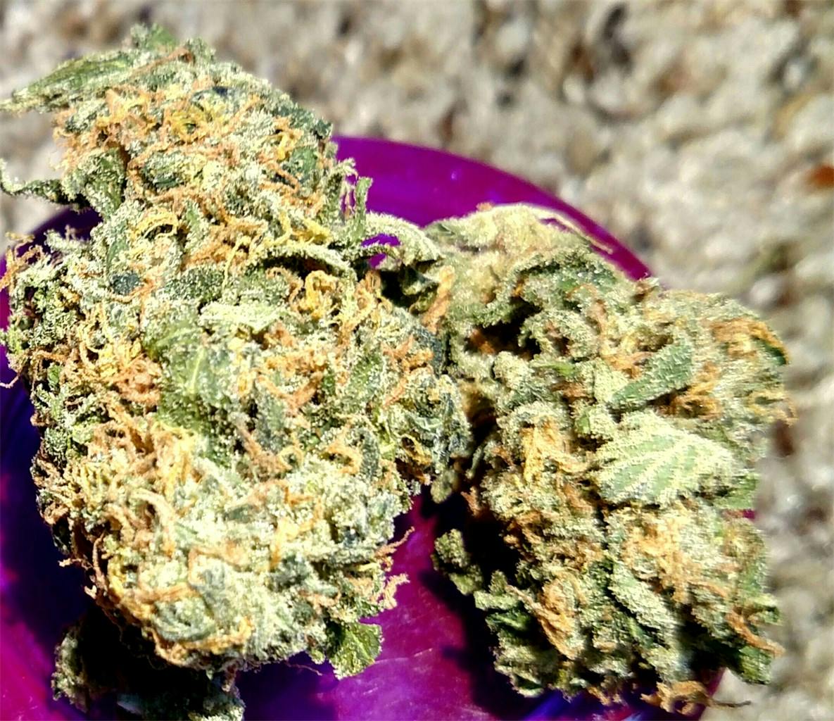 Lime Skunk Weed Strain Information Leafly