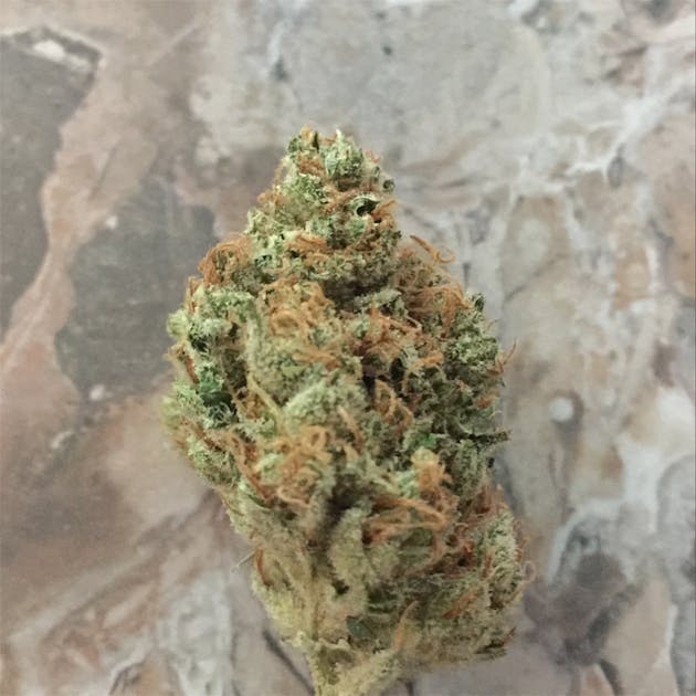 Photos of Lime Sorbet Weed Strain Buds Leafly