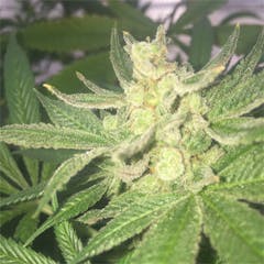 User uploaded image of Little Dragon