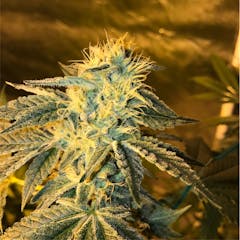 User uploaded image of Locktite