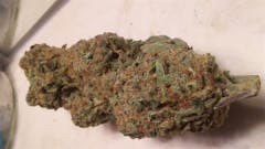 User uploaded image of Locomotion