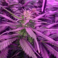 User uploaded image of Locomotion