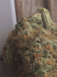 User uploaded image of Locomotion