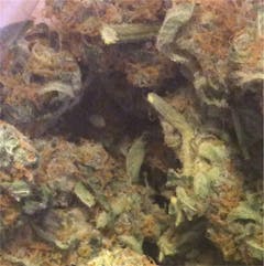 User uploaded image of Locomotion