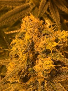 User uploaded image of Locomotion