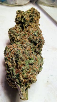 User uploaded image of Locomotion