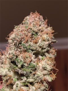 User uploaded image of Locomotion