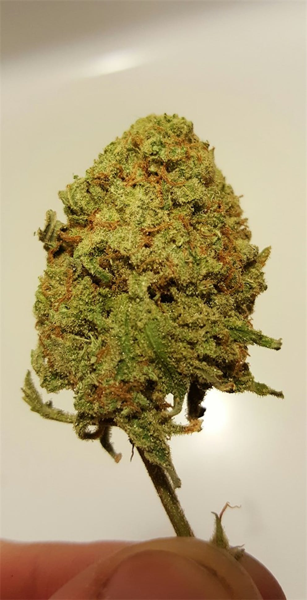 Photos of Lodi Dodi Weed Strain Buds Leafly