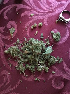 User uploaded image of Lodi Dodi