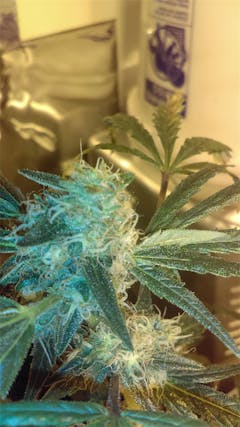 User uploaded image of Lost Coast