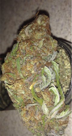 User uploaded image of Loud Dream