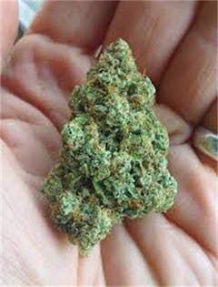 User uploaded image of Loud Scout