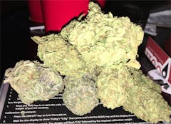 User uploaded image of Loud Scout