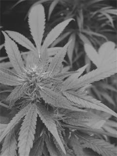 User uploaded image of Love Potion