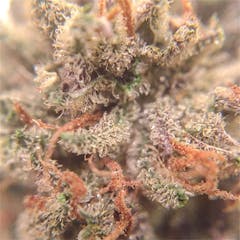 User uploaded image of Love Potion #9