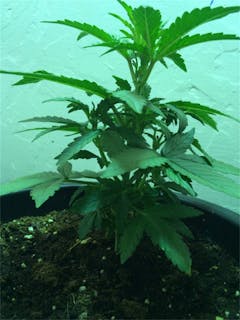 User uploaded image of Lowryder