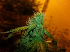 User uploaded image of Lowryder