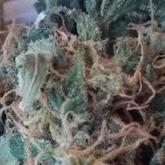 User uploaded image of Lowryder