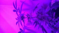 User uploaded image of Lowryder