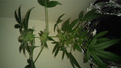 User uploaded image of Lowryder