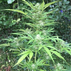 User uploaded image of Lowryder