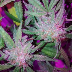 User uploaded image of LSD