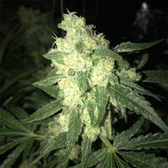 User uploaded image of LSD