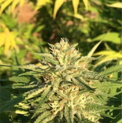 User uploaded image of LSD