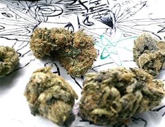 User uploaded image of Luca Brasi x Sour Diesel