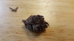 User uploaded image of Lucid Dream