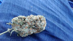 User uploaded image of Bodhi's Charms