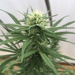 User uploaded image of Lucy