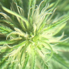 User uploaded image of Lucy