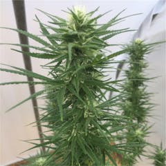 User uploaded image of Lucy