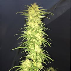 User uploaded image of Lucy