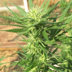 User uploaded image of Lucy