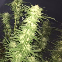 User uploaded image of Lucy