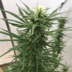 User uploaded image of Lucy