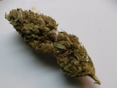 User uploaded image of Mad Dawg