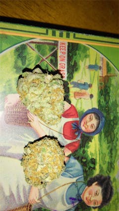 User uploaded image of Mad Scientist