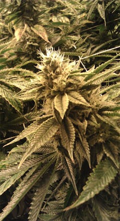 User uploaded image of Madzilla