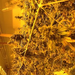 User uploaded image of Madzilla