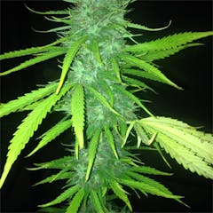 User uploaded image of Magnum