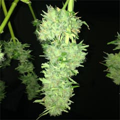 User uploaded image of Magnum