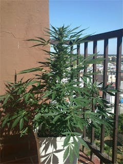 User uploaded image of Magnum